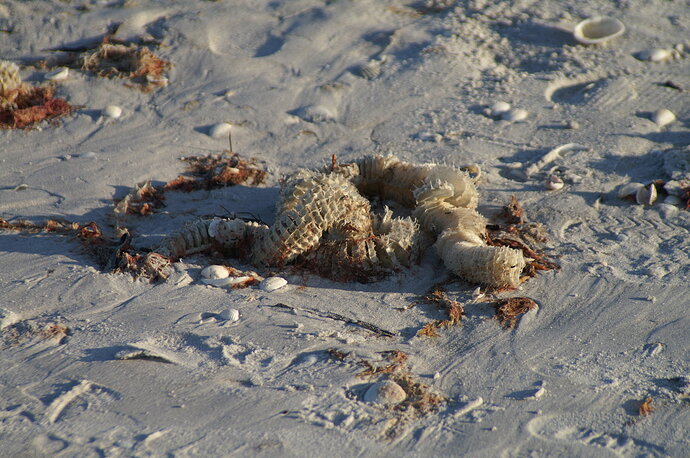 20060413_Lightning_Whelk_Egg_Casing_0012.JPG