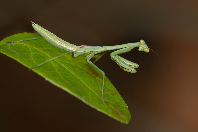 Revision 1 - Praying Mantis 1 - less shadow.jpg