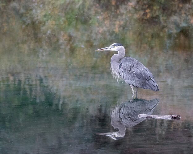 A4321b-Great Blue Heron-repost2-NPN