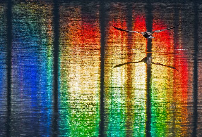 Cormorant