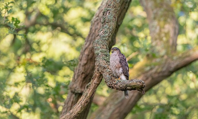 20200703-075338DSC_1806-bewerkt-bewerkt