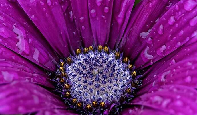 AWD 26 After The Rain.jpg