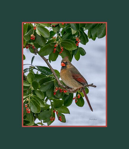 Cardinal