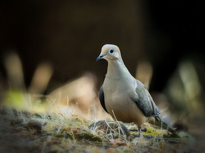 DOVE_Nik_DxO