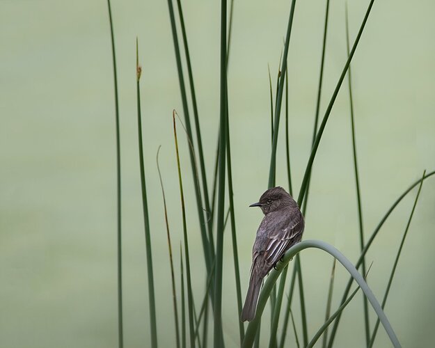 Black Phoebe-0192-Edit-3-Edit