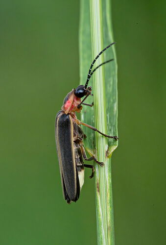 Lightningbug06262026.jpg