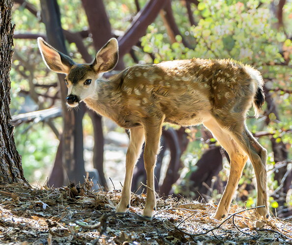 Original - FAWN2.jpg
