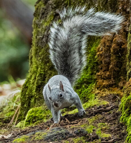 SQUIRREL.jpg