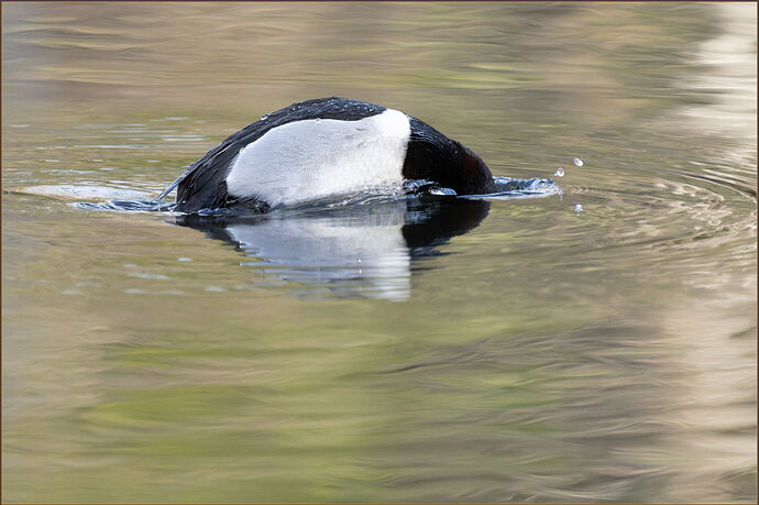 -20260206-_SA16760-McLane Creek-DxO_DeepPRIME 3-Edit
