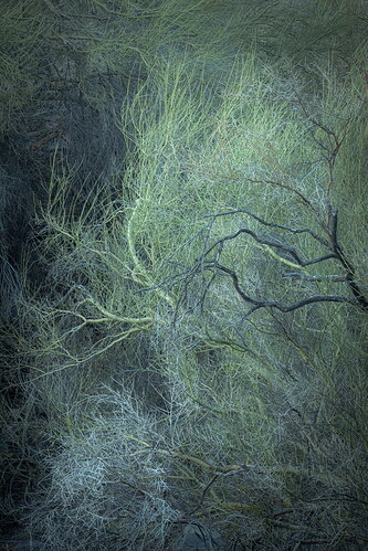 Palo verde limbs