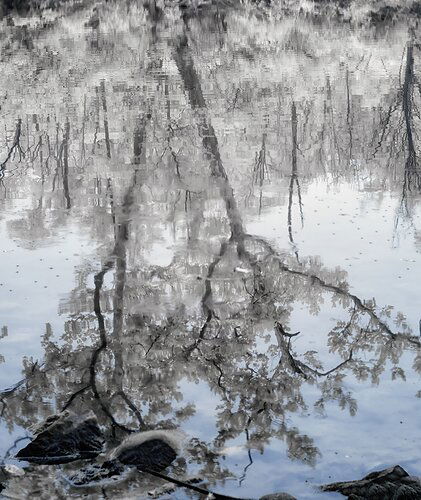 9-1-20-Tree-Reflection-DSCF0099-process-1-crop-share