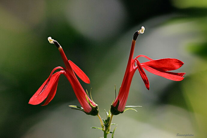 Cardinal Flower #1.jpg
