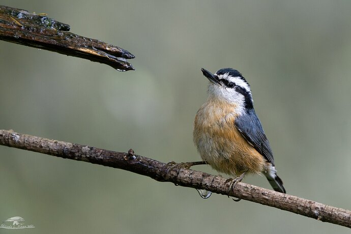 Red-breasted Nuthatch