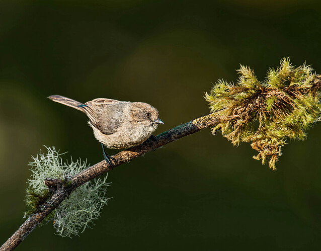 bushtit-Edit copy- DM