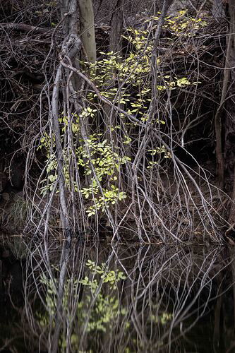 Creek limbs c2-.JPG