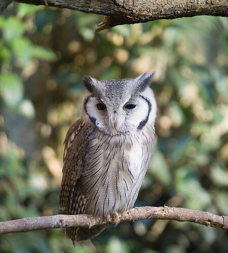 Owl (365 of 1).jpg