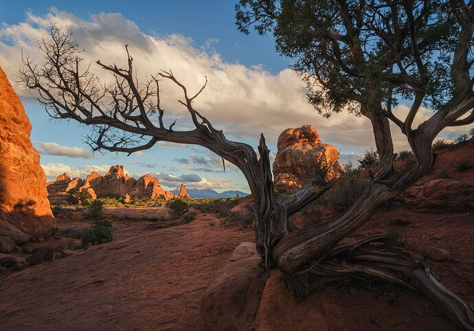 Juniper Tree and Sandstone Fins at Sunset