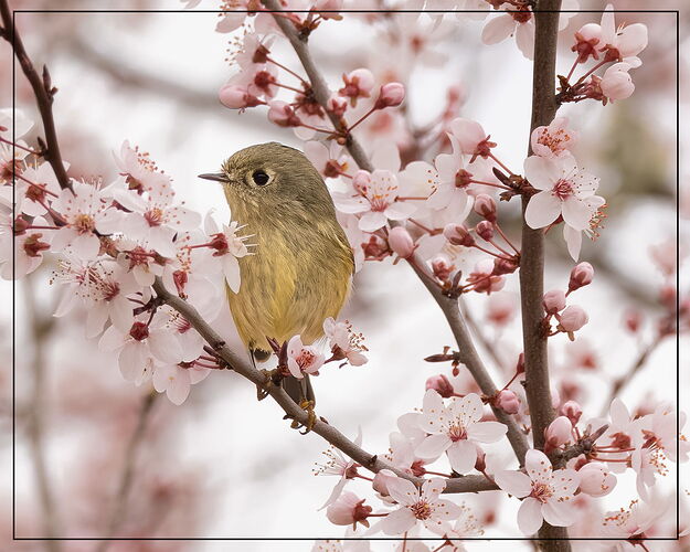Ruby-crowned Kinglet-NPN.jpg