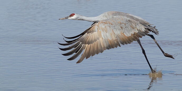 birds-whiterwater-1255-Edit-Edit-Edit