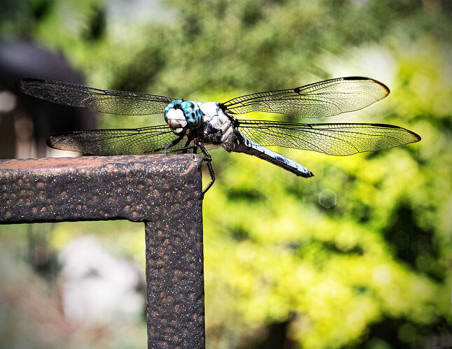 Dragon-- Fly 2025.jpg