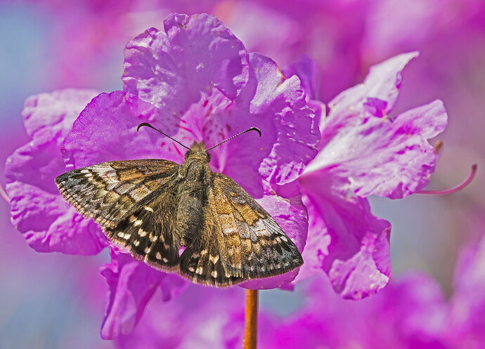 A Burst of Spring.jpg