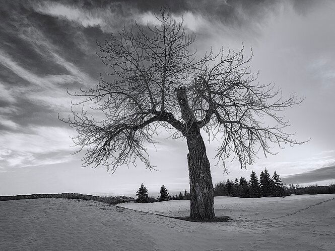 Spirit of the Forest