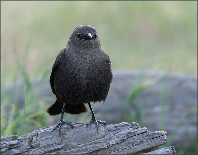 Female Brewer's Blackbird
