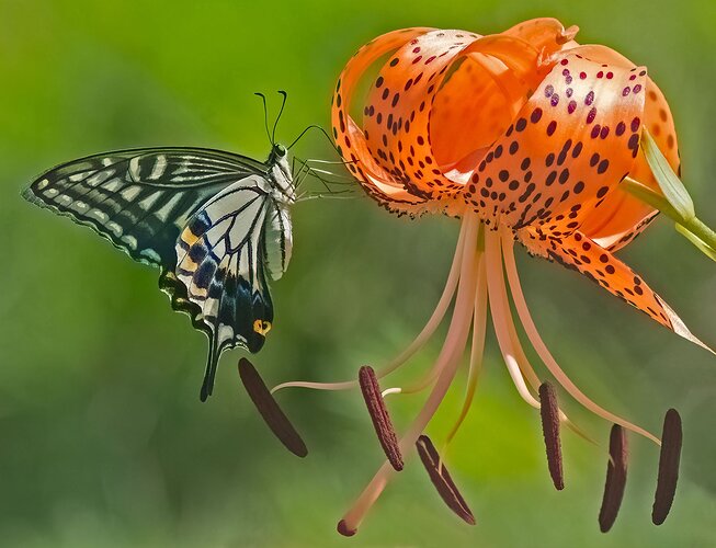 Xuthus-Swallowtailrework