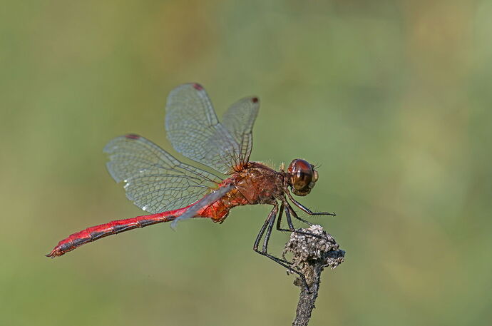 WFMeadowhawk.jpg