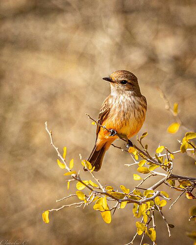 Vermillion Fly Catcher-Female