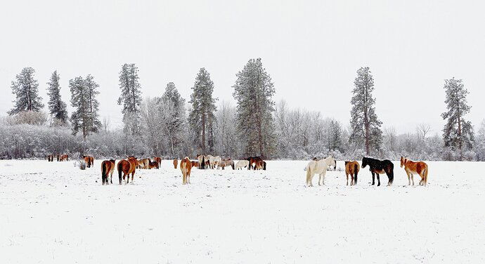 Rodeo Horses