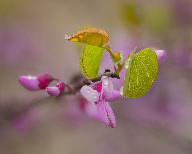 2025-04-07-11.50.26 ZS PMax-Edit-Edit-Edit