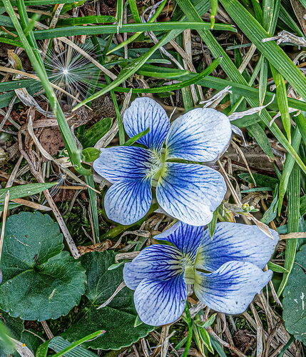 Blue Violet.jpg