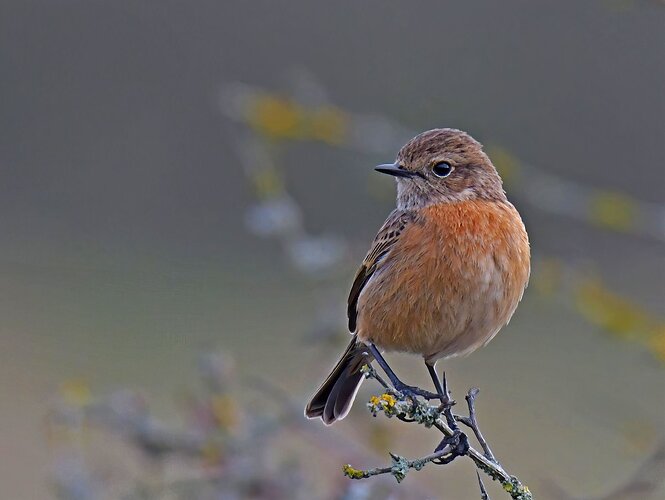 European Stonechat