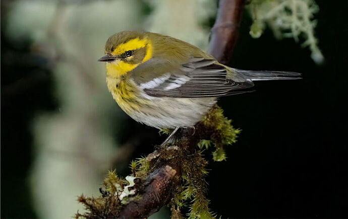 Townsend's warbler copy-Recovered.jpg