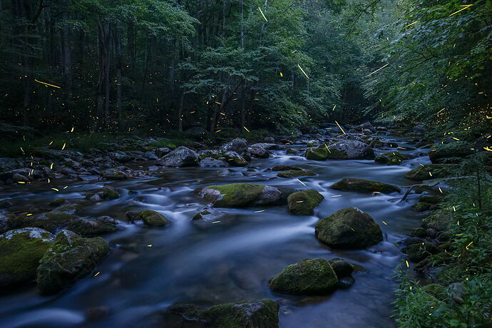 Landscape-Photography-Chrissy-Donadi-NPN-AMA-Fireflies