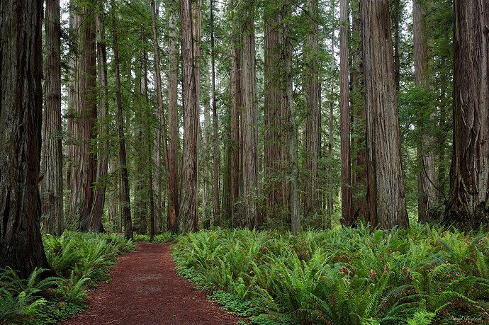 Pathways through the Redwoods