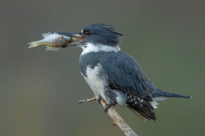 Belted Kingfisher 164