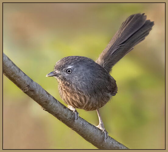 20241023-Wrentit-14-CR3-Edit-2-2-DM