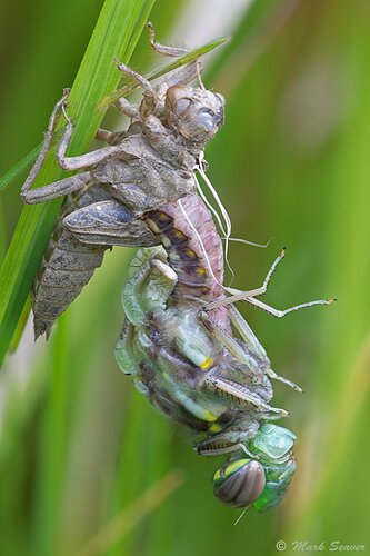 Common Whitetail- Metamorphosis-10