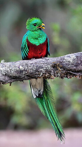 Quetzal 2a-DxO_DeepPRIME XD3 copy-topaz-focus-denoise-sharpen-lighting-2 copy 2 with tail.jpg