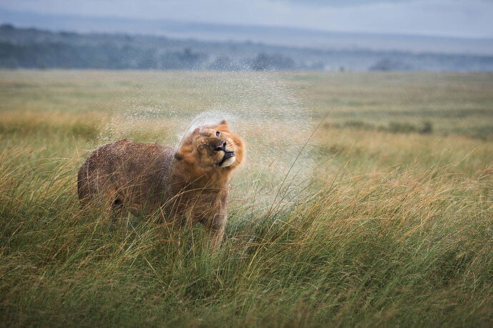 Lion mane shake following rainstorm.jpg