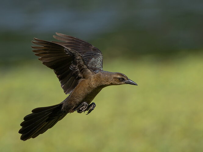 Boat-tailed Grackle.jpg