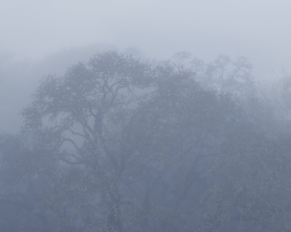 Trees in the mist - Landscape Critiques - Nature Photographers Network