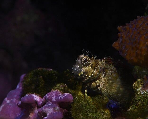 Algaeblenny