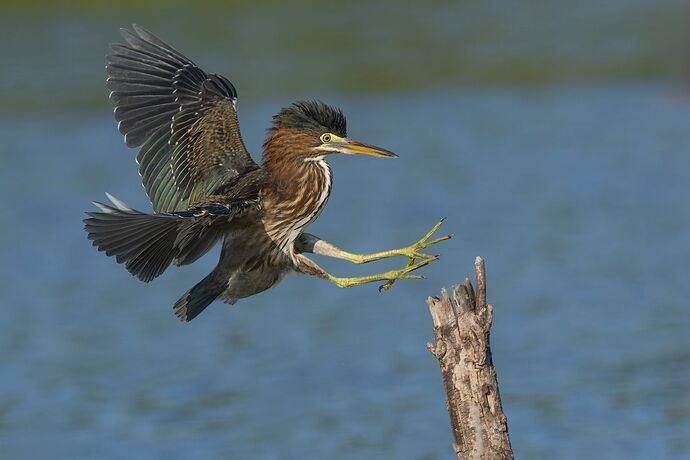 Green Heron 100.jpg