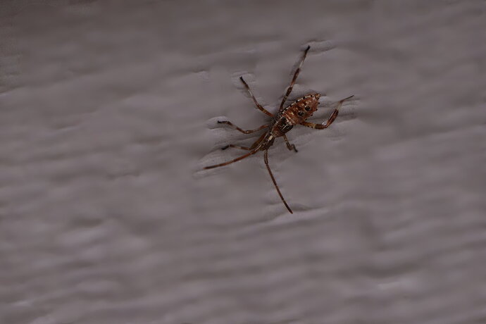 Jagged Ambush (assassin) Bug
