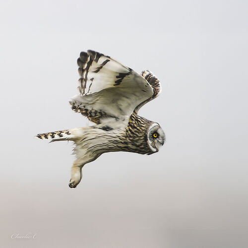 Short Eared Owl.jpg