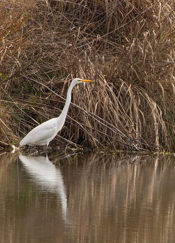 egret-DSC1700