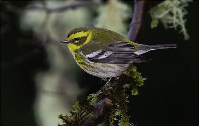 Townsend's Warbler-Edit345 copy post